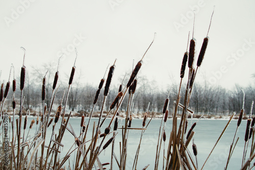 Michigan Winter photo