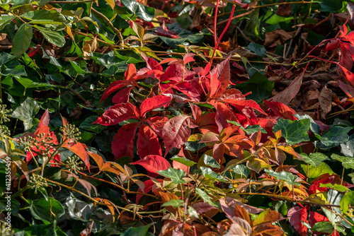 Autumn red foliage of a  false virginia creeper (parthenocissus inserta)