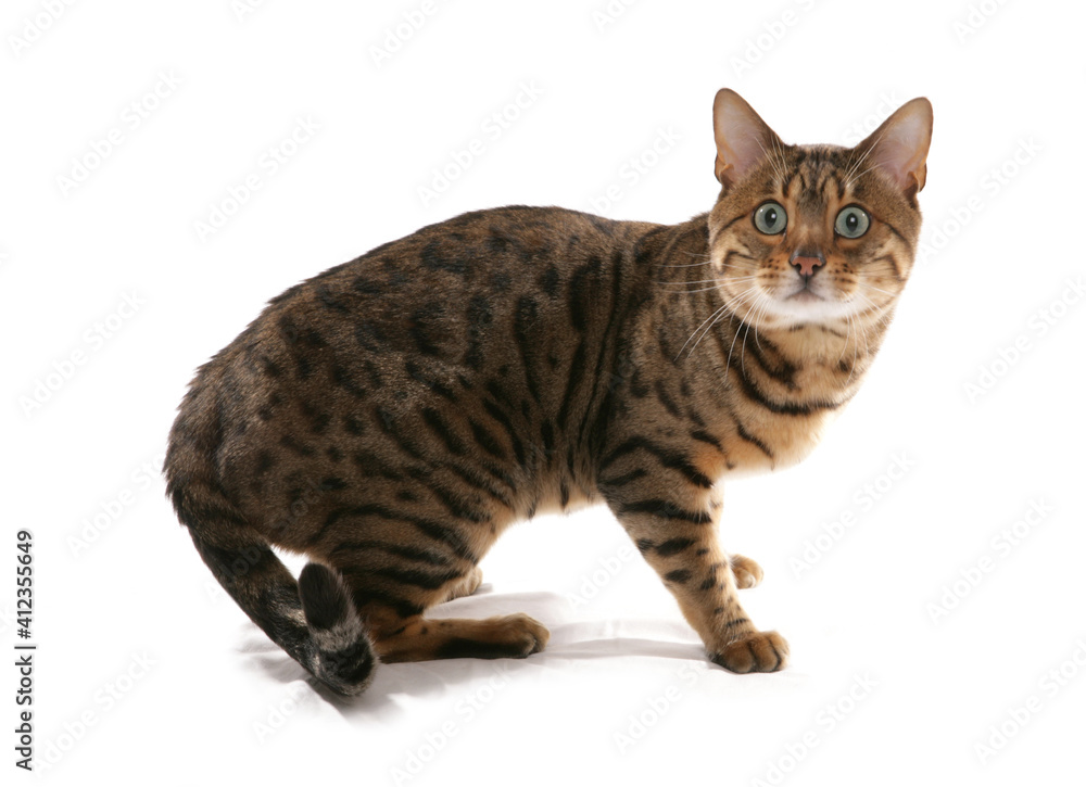 Obraz premium Rosetted Bengal Cat