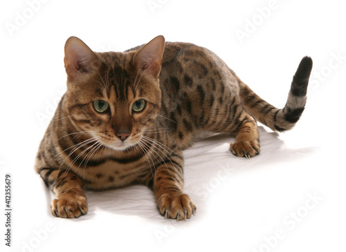 Rosetted Bengal Cat