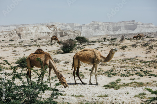 wild camels in iranian desert photo