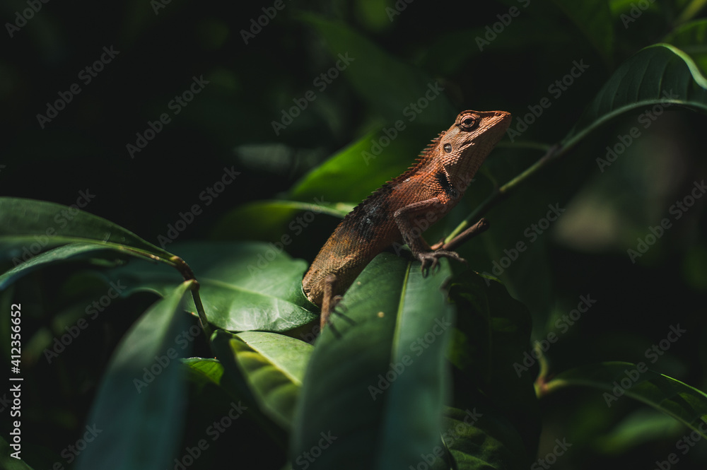 Asian Lizard on the leaf Asian Lizard on the leaf