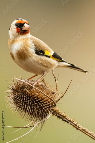 Leinwand Poster A european goldfinch (Carduelis carduelis) perched on a teasel to feed seeds