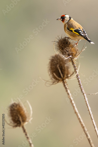 A european goldfinch (Carduelis carduelis) perched on a teasel to feed seeds.