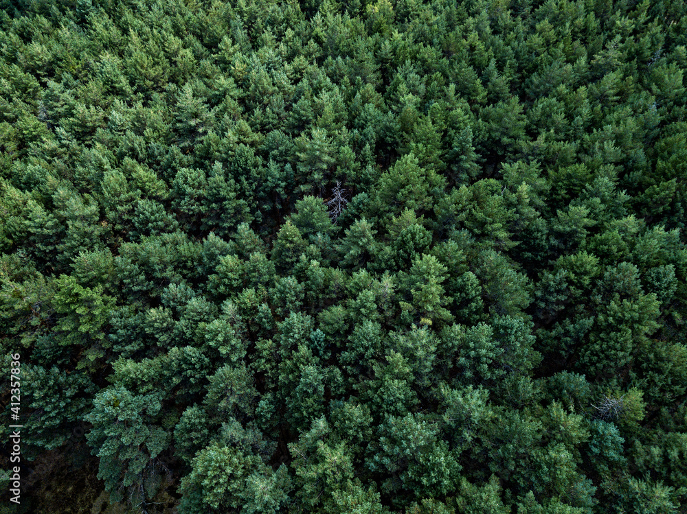 Aerial view of a forest, Spain Aerial view of a forest, Spain