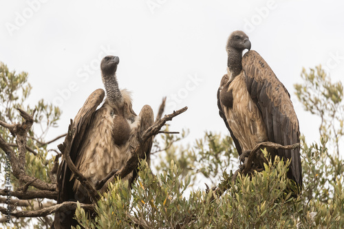 Two vultures in the treetop