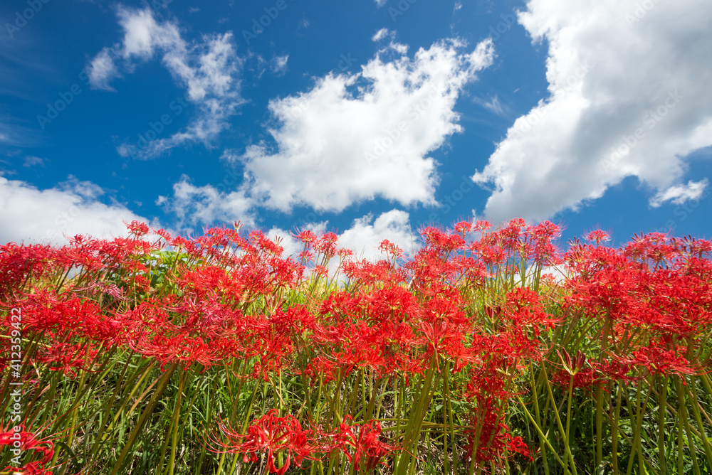 雲の浮かぶ空の下のマンジュシャゲの花花