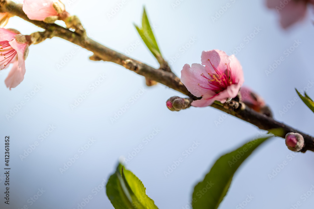 Sakura flowers blooming blossom in Chiang Mai, Thailand Sakura flowers blooming blossom in Chiang Mai, Thailand
