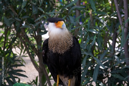 AGUILA EN CAUTIVERIO