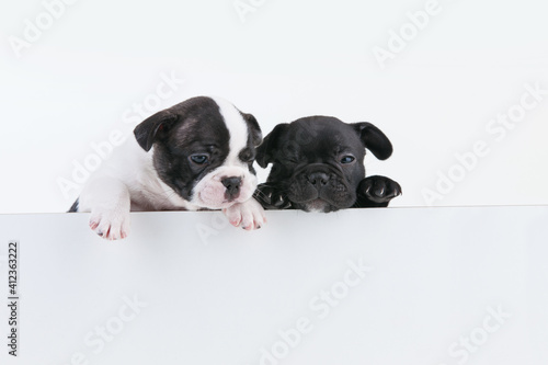 Closeup shot of cute Boston Terrier puppies