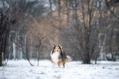 Dog in the snowing