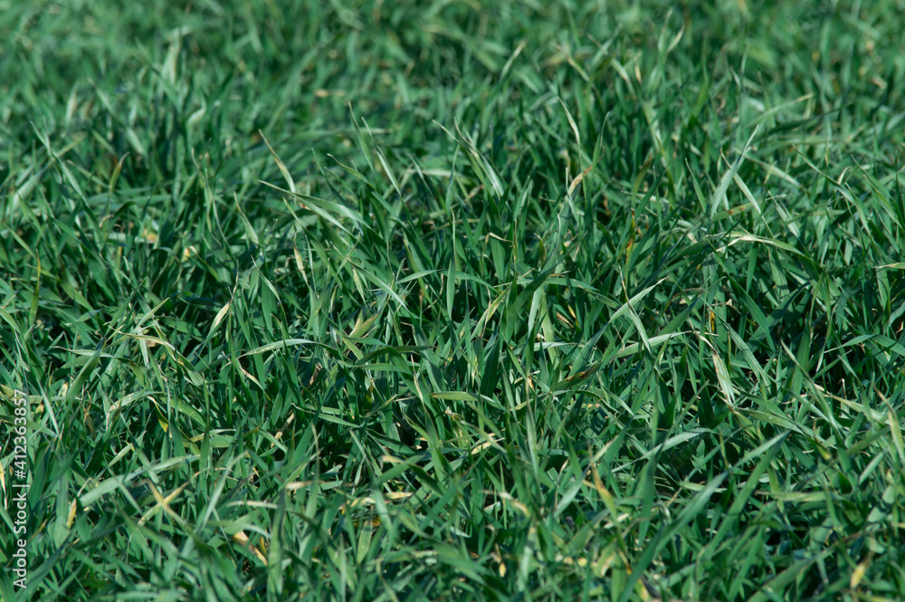 Obraz premium césped