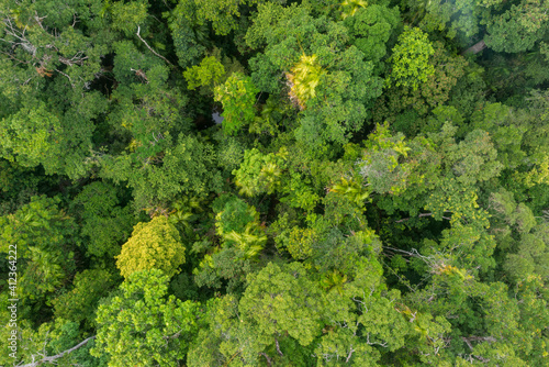 Aerial views over rain forest canopy photo