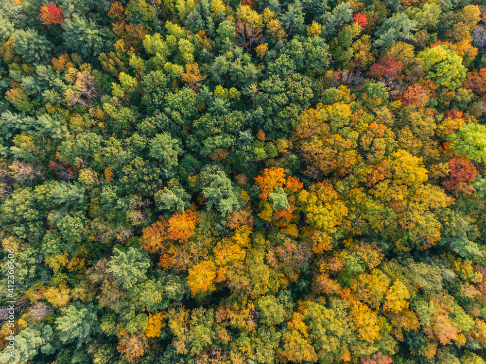 Aerial drone image of a forest in autumn