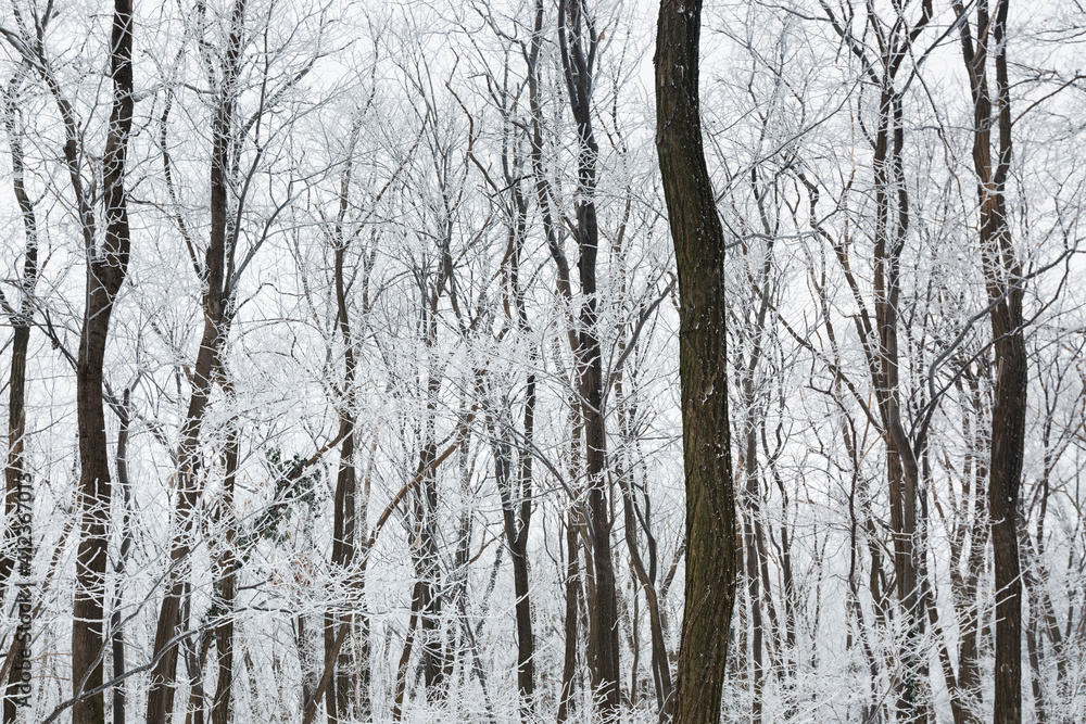 Forest frozen and covered in snow in the wintertime Forest frozen and covered in snow in the wintertime