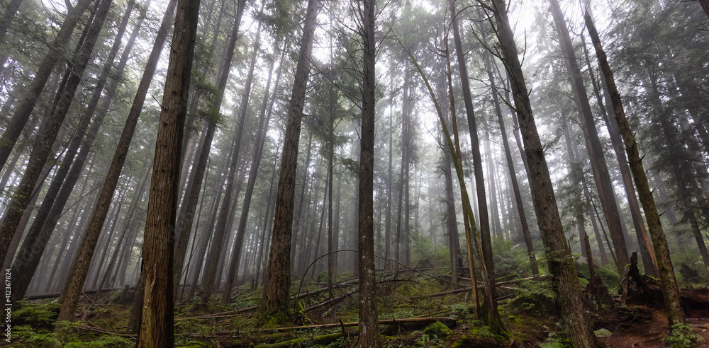 Mystical View of the Trail in Rain Forest during a foggy and rainy Winter Season. Woods in Squamish, North of Vancouver, British Columbia, Canada. Mystical View of the Trail in Rain Forest during a foggy and rainy Winter Season. Woods in Squamish, North of Vancouver, British Columbia, Canada.