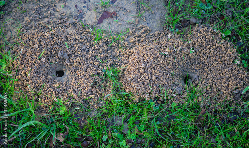 Burrow openings of ground-nesting plasterer bees of the family Colletes.  photo