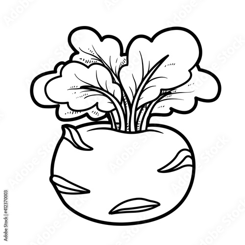 Kohlrabi cabbage linear drawing on white background