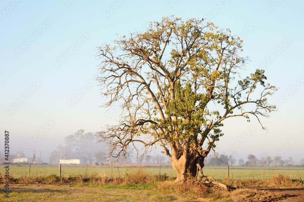 tree in the field