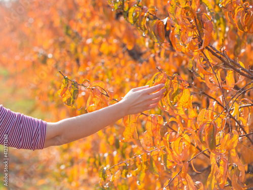 Hand with autumn leaves photo