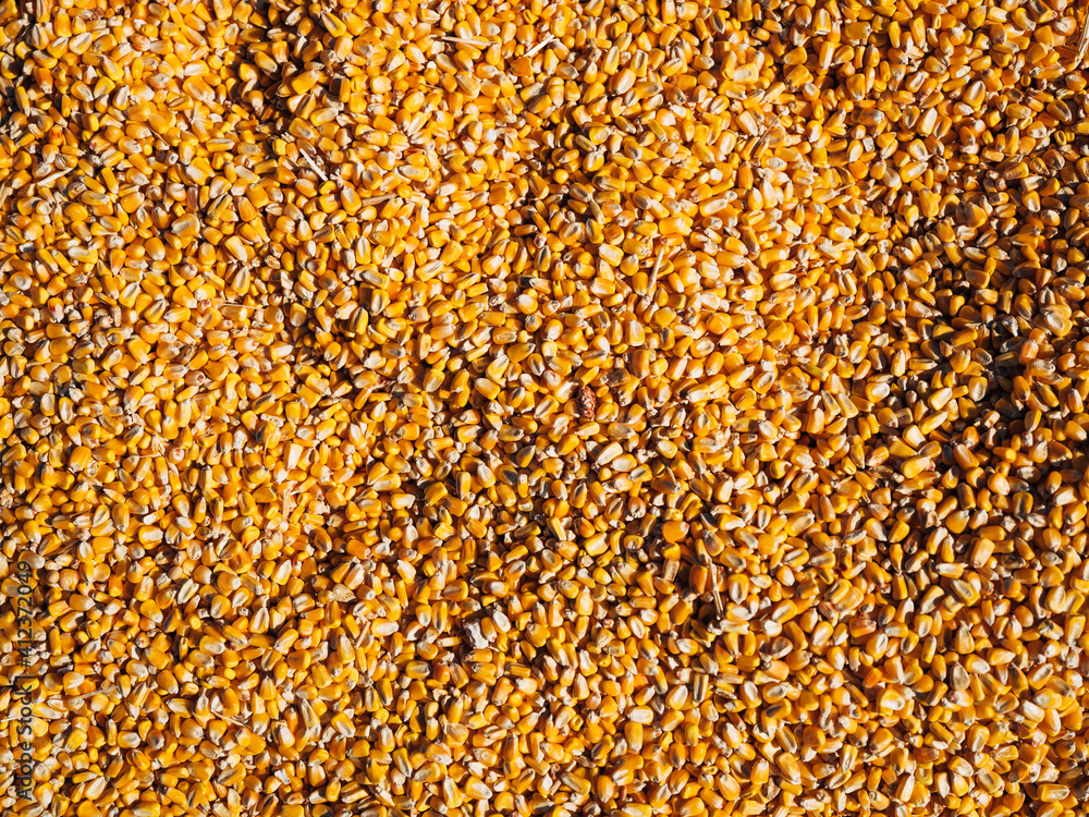 Bright corn seeds in sunlight Bright corn seeds in sunlight