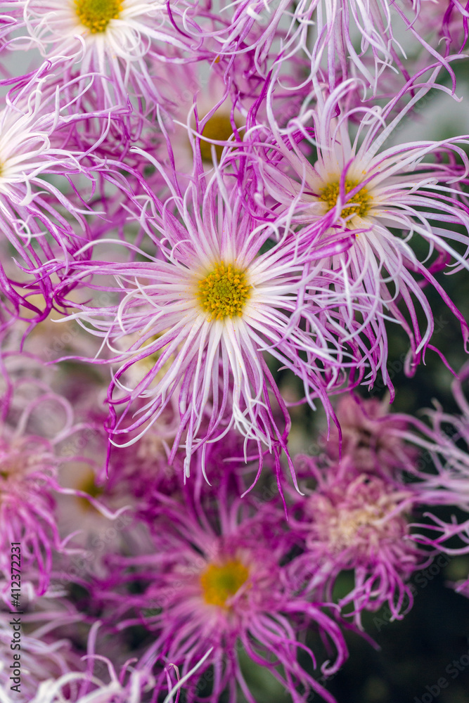 Japanese Chrysanthemum (Kiku) Macro Japanese Chrysanthemum (Kiku) Macro