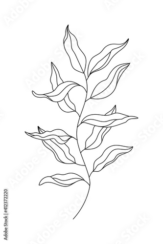 Outline Eucalyptus, Willow Tree Branch with Leaves. Floral minimalistic style line art Plant. Botanical contour vector element isolated for design print, poster, logo, invitation, card, coloring page