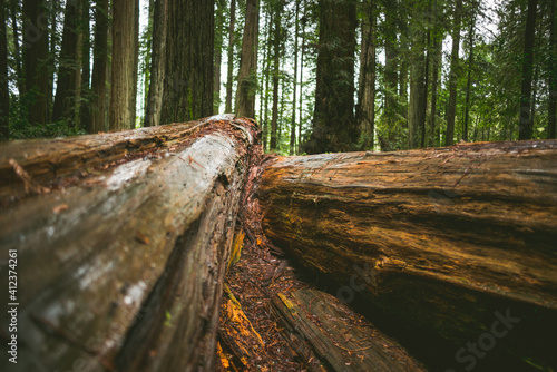 redwood trees photo