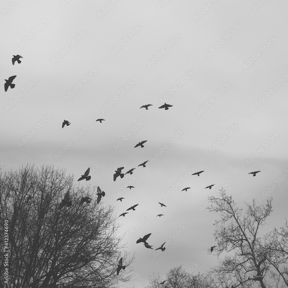 A black and white photograph of birds flying in a winter sky A black and white photograph of birds flying in a winter sky