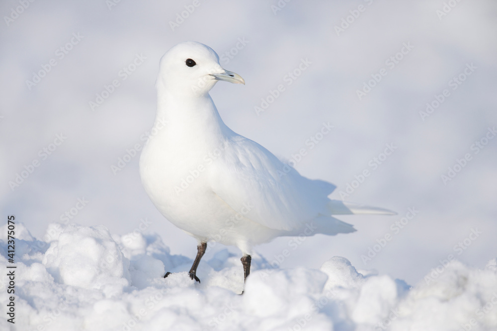 Ivory Gull Ivory Gull