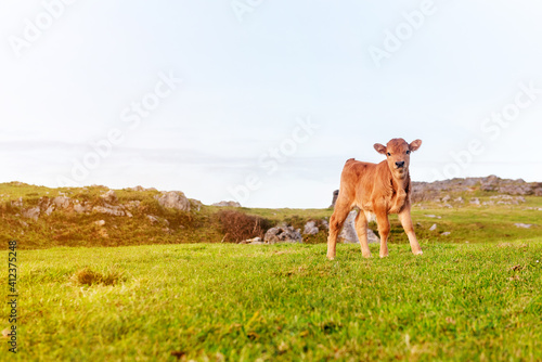 young brown calf looking curiously at camera in a green field. animals and rural economy. innocence. © Alberto