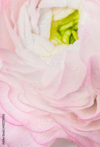 Wallpaper Mural Pink ranunculus flower petals. Torontodigital.ca