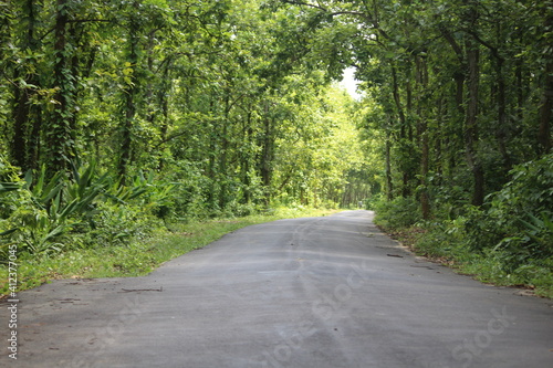 Forest on both sides and road in the middle.