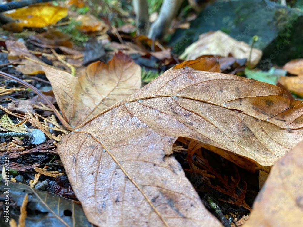 Fototapeta premium Fallin Leaf's