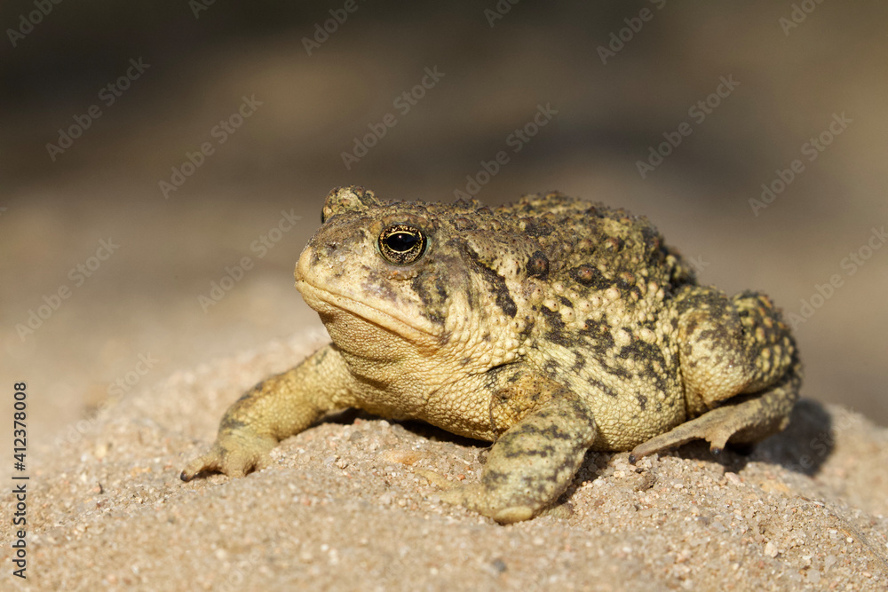 Woodhouse's Toad - detailed close up portrait in a natural setting; suitable for identification purposes ... scientific name Anaxyrus woodhousii Woodhouse's Toad - detailed close up portrait in a natural setting; suitable for identification purposes ... scientific name Anaxyrus woodhousii