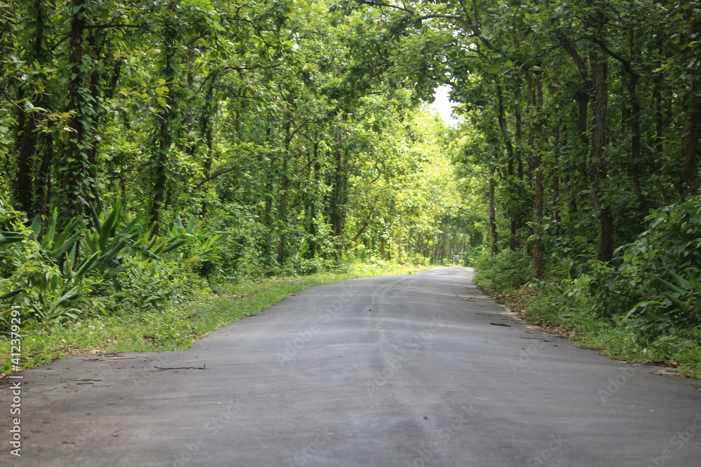 Beautiful road in the middle of dense green forest.