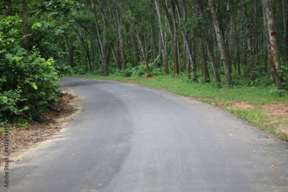 Rows of trees on either side of the road. Rows of trees on either side of the road.