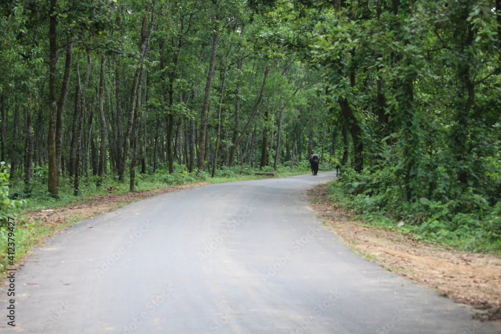 Obraz premium A beautiful road in the middle of the forest.