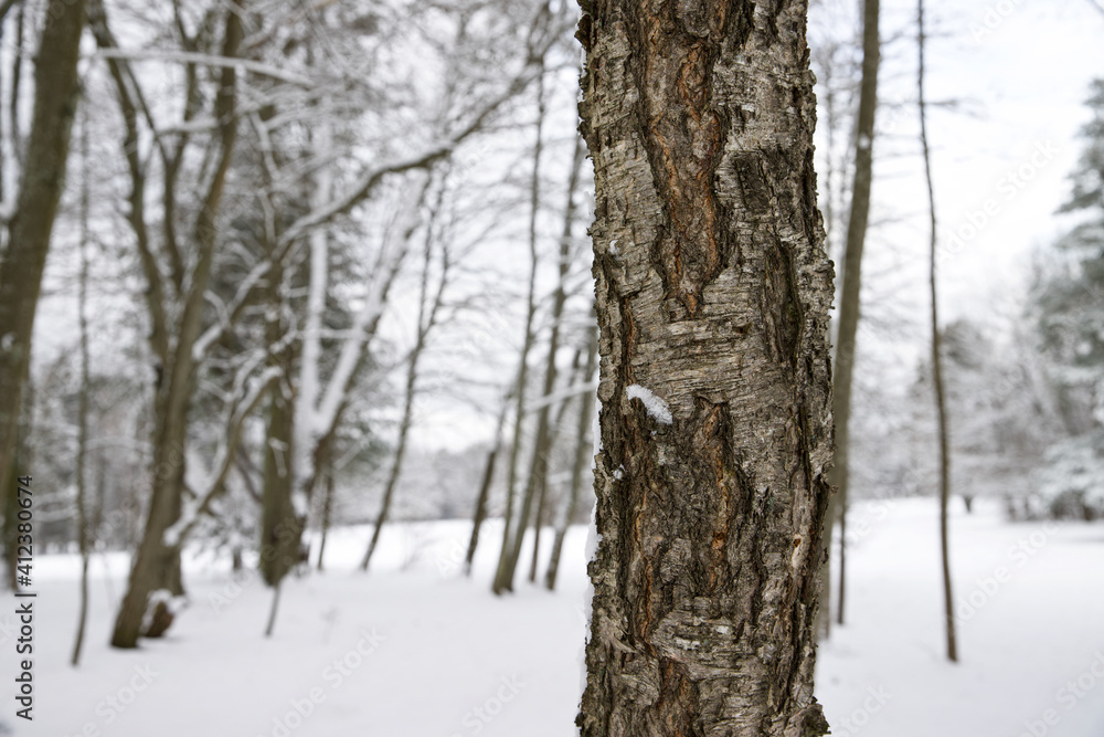 Trees in the park in winter scenery. Trees in the park in winter scenery.