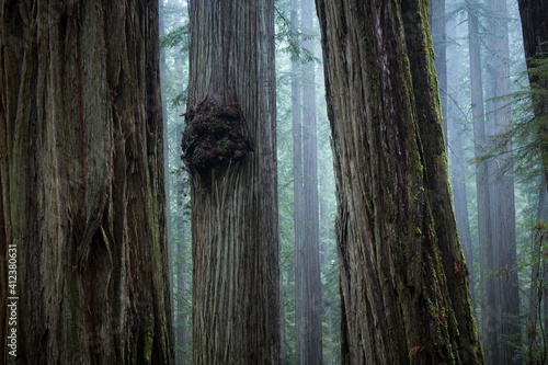 Row of Redwoods