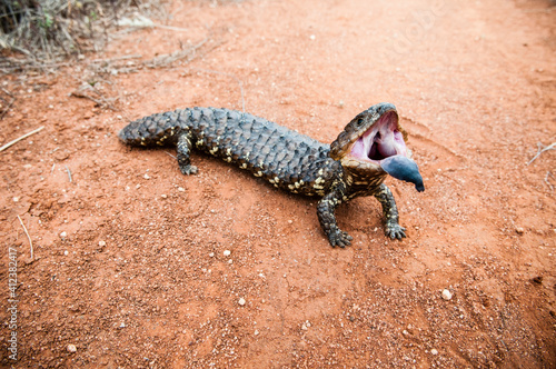 Blue tongue lizard on a dirt track, Australia. Latin name is Til photo