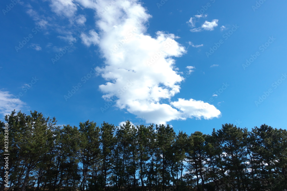 空と林 空と林