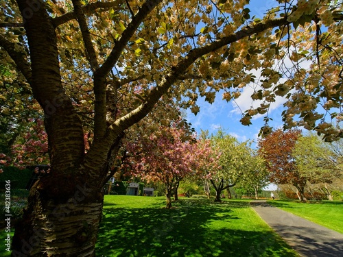 Springtime garden walkway with apple tree blooms over the head