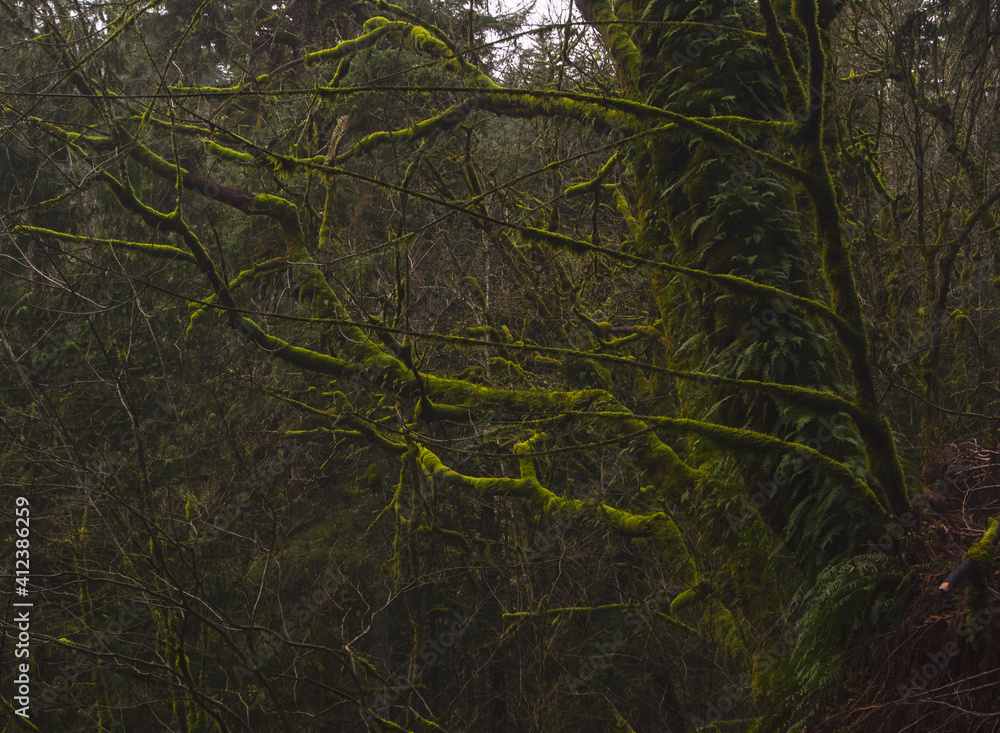 Moss Covered Evergreens