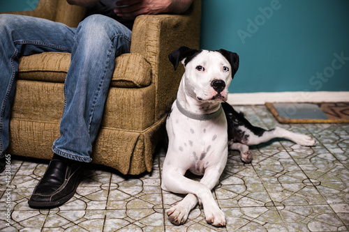 black and white pittbull mix dog sitting beside chair on floor photo
