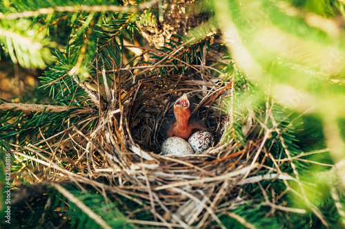 baby sparrow and eggs in a bird's nest photo