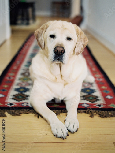 Cute Yellow Lab laying in a hallway