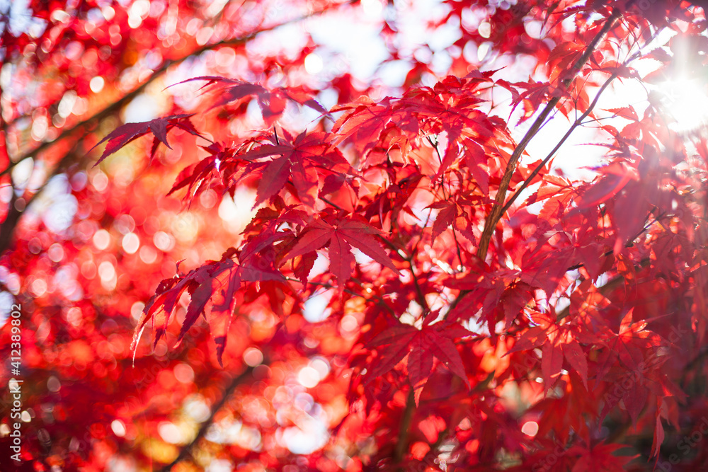 Horizontal close up shot of red maple tree in fall Horizontal close up shot of red maple tree in fall