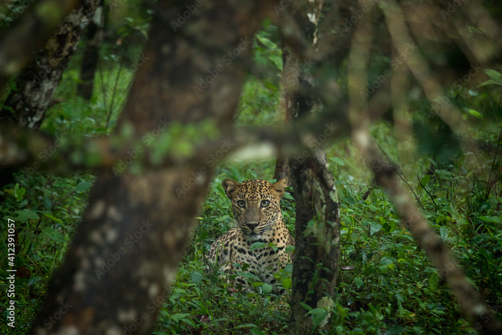 Leopard in thick forest, Sri Lanka Leopard in thick forest, Sri Lanka