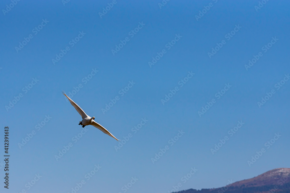 鳥海山を背に飛ぶ白鳥